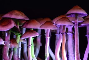 Mushroombaron